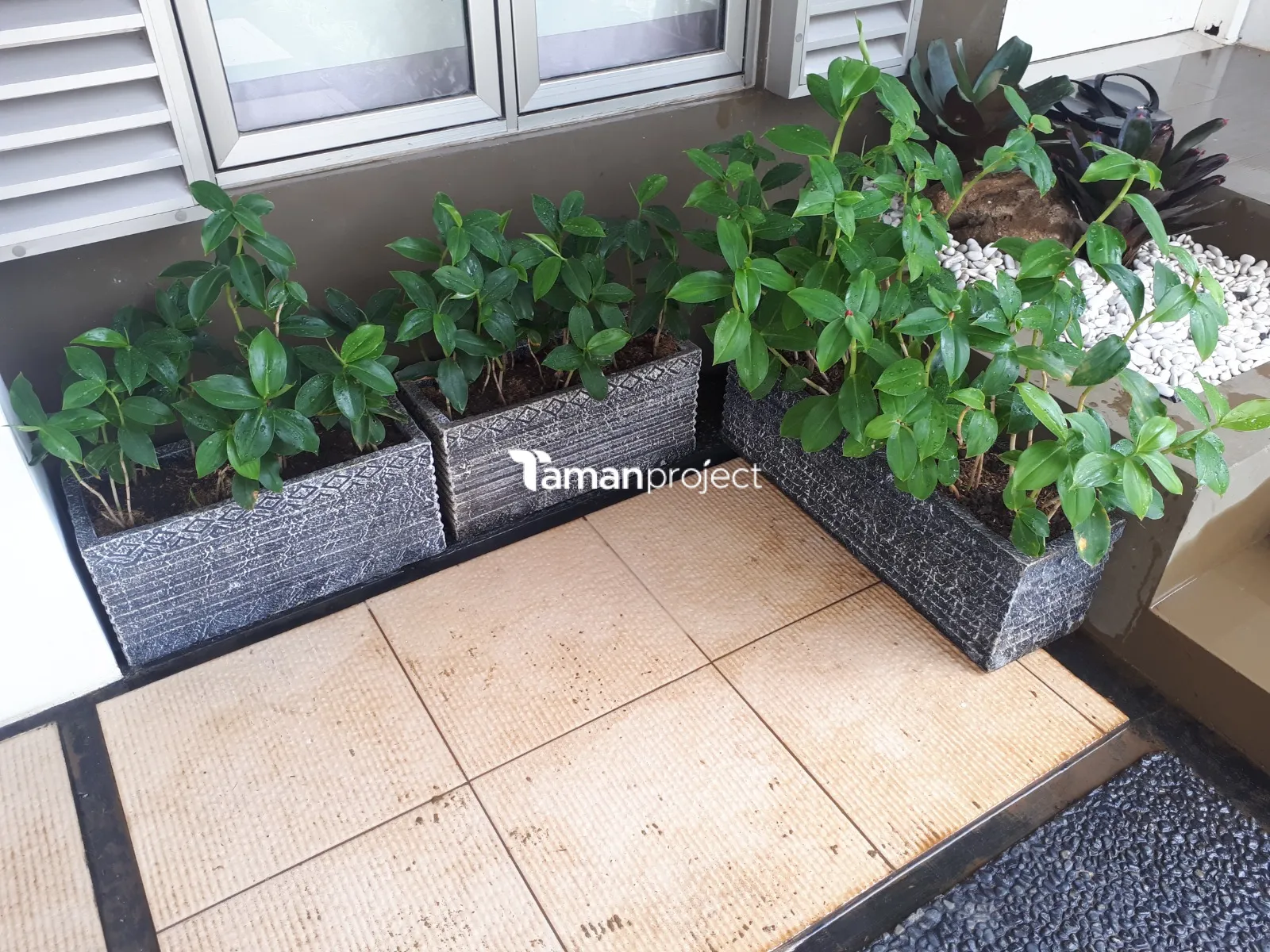 taman minimalis, taman tropis